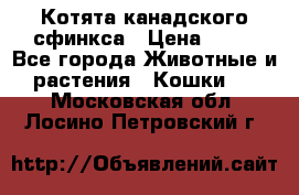 Котята канадского сфинкса › Цена ­ 15 - Все города Животные и растения » Кошки   . Московская обл.,Лосино-Петровский г.